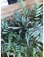 Fern, Athyrium niponicum var. pictum 'Japanese Painted Fern' (Painted) 1G