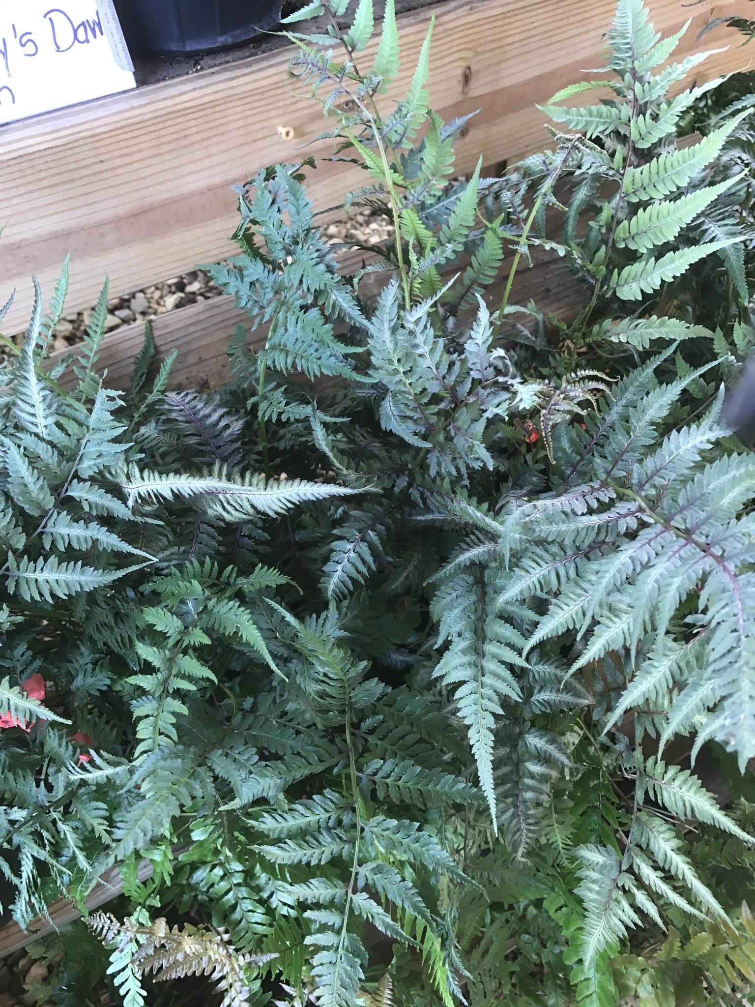 Fern, Athyrium niponicum var. pictum 'Japanese Painted Fern' (Painted) 1G