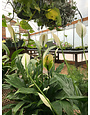 Peace Lily, Spathiphyllum 6"