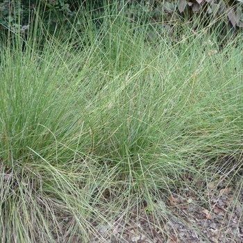 Muhly, Muhlenbergia capillaris 'Pink' 3G