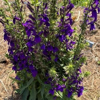 Cardinal Flower, Lobelia speciosa 'Starship™ Blue' 1G
