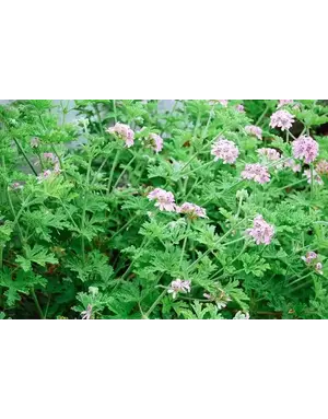 Geranium, Pelargonium citrosum 'Mosquito Plant' 1G (ANNUAL)