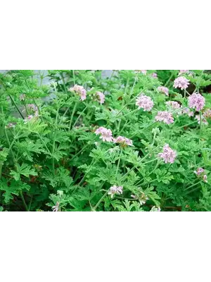 Geranium, Pelargonium citrosum 'Mosquito Plant' 1G (ANNUAL) Geranium, Pelargonium citrosum 'Mosquito Plant' 1G (ANNUAL)