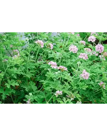 Geranium, Pelargonium citrosum 'Mosquito Plant' 1G (ANNUAL)