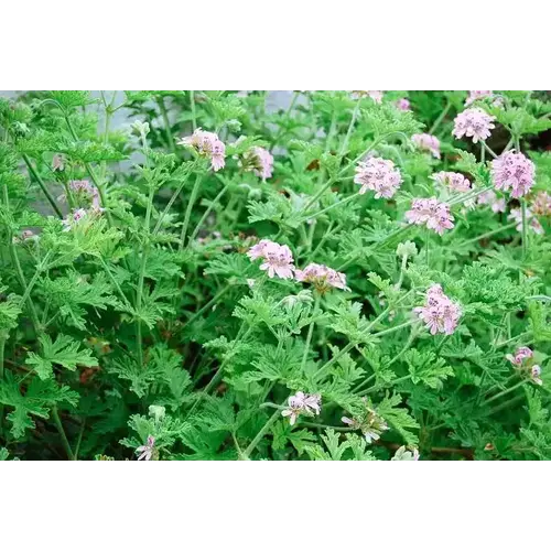 Geranium, Pelargonium citrosum 'Mosquito Plant' 1G (ANNUAL)