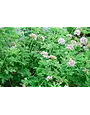 Geranium, Pelargonium citrosum 'Mosquito Plant' 1G (ANNUAL)
