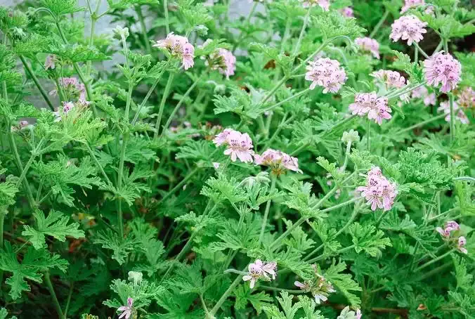Geranium, Pelargonium citrosum 'Mosquito Plant' 1G (ANNUAL)