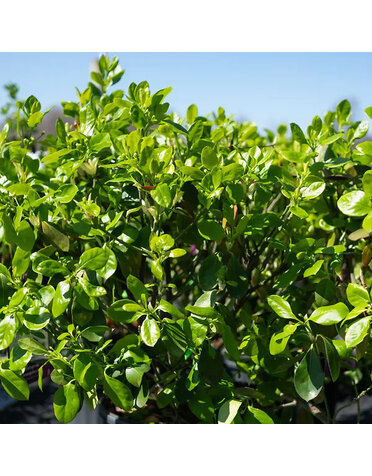 Euonymus kiautschovicus 'Manhattan' Spreading Euonymus 7G