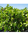 Euonymus kiautschovicus 'Manhattan' Spreading Euonymus 7G