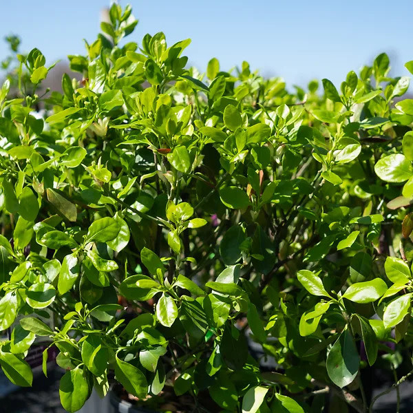 Euonymus kiautschovicus 'Manhattan' Spreading Euonymus 7G