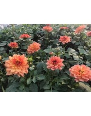 Dahlia Hybrid Dalina Grande Tequila 1 G