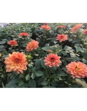 Dahlia Hybrid Dalina Grande Tequila 1 G