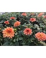 Dahlia Hybrid Dalina Grande Tequila 1 G