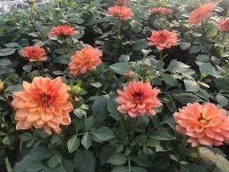 Dahlia Hybrid Dalina Grande Tequila 1 G