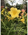 Daylily, Hemerocallis 'Happy Returns' 1G