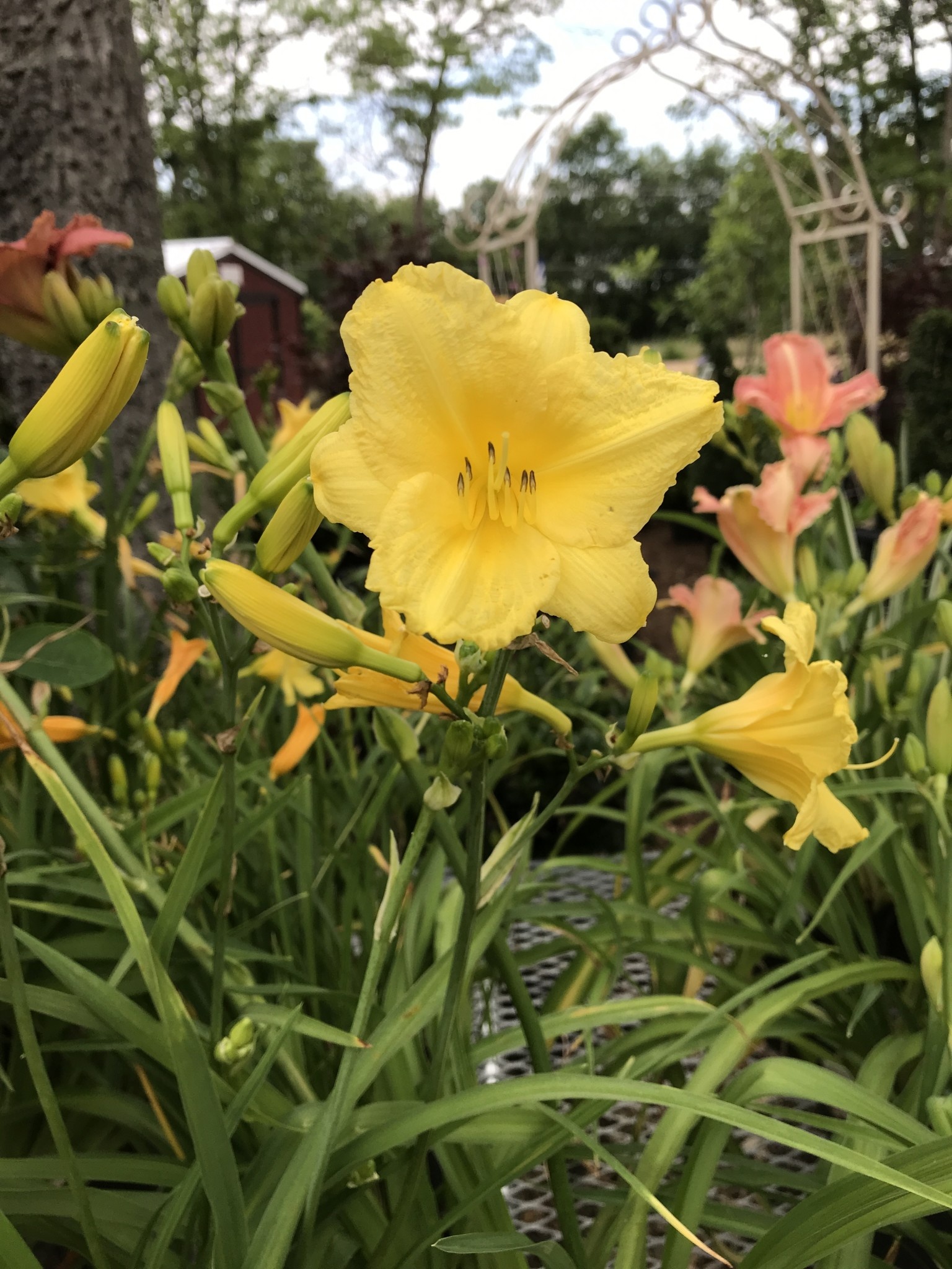 Daylily, Hemerocallis 'Happy Returns' 1G