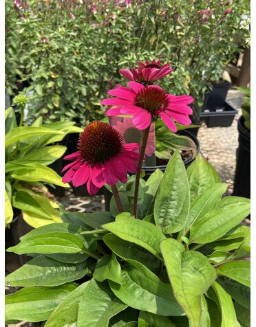 Coneflower, Echinacea Sombrero  Fuchsia Fandango 1Q