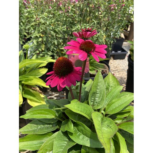 Coneflower, Echinacea Sombrero  Fuchsia Fandango 1Q