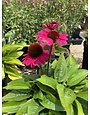 Coneflower, Echinacea Sombrero  Fuchsia Fandango 1Q