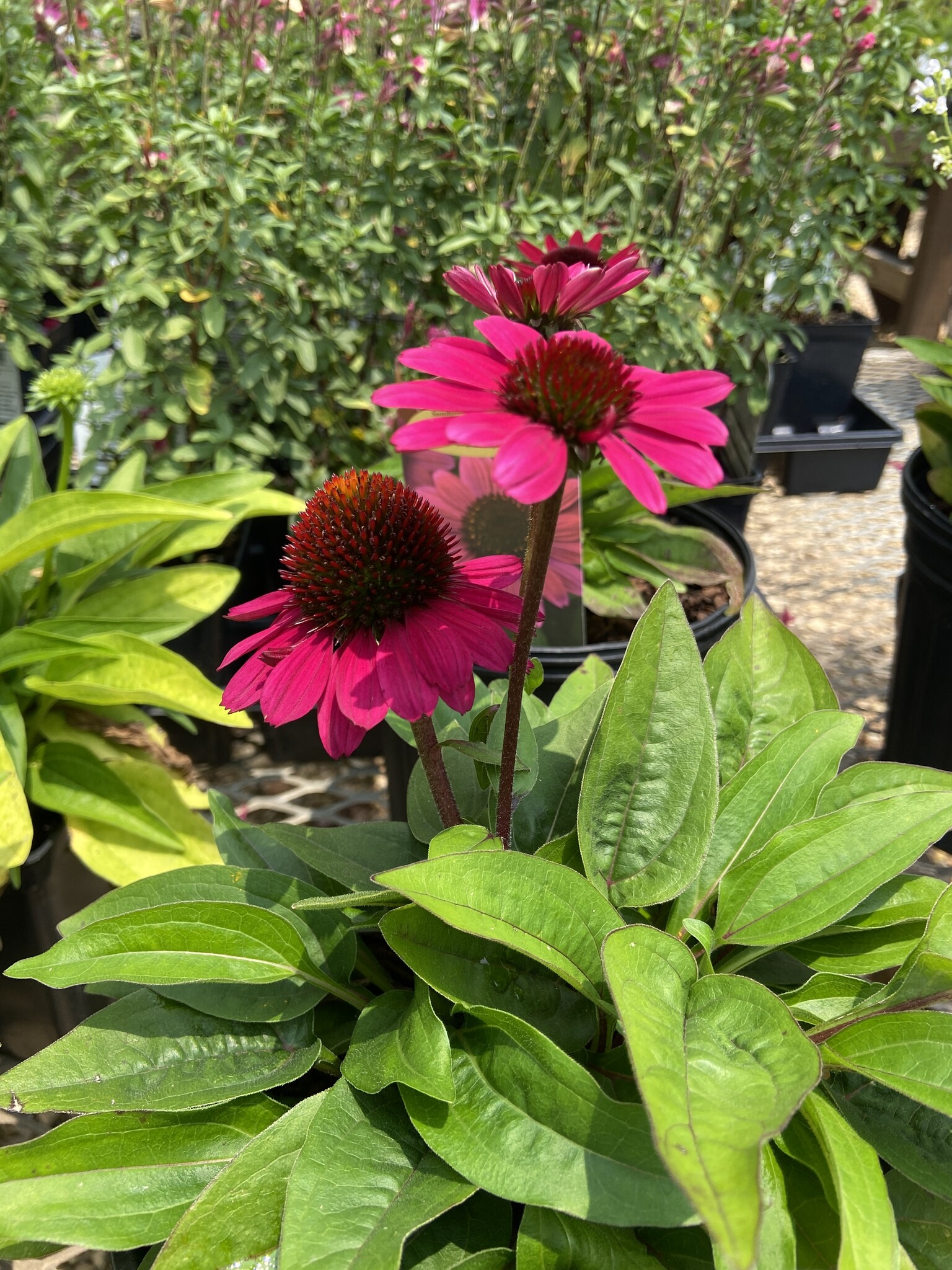 Coneflower, Echinacea Sombrero  Fuchsia Fandango 1Q