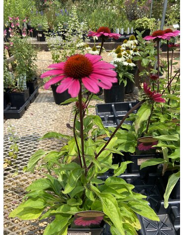 Coneflower, Echinacea Sombrero  Rosada (Pink) 1Q