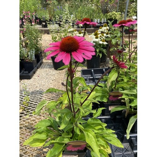 Coneflower, Echinacea Sombrero  Rosada (Pink) 1Q