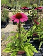 Coneflower, Echinacea Sombrero  Rosada (Pink) 1Q