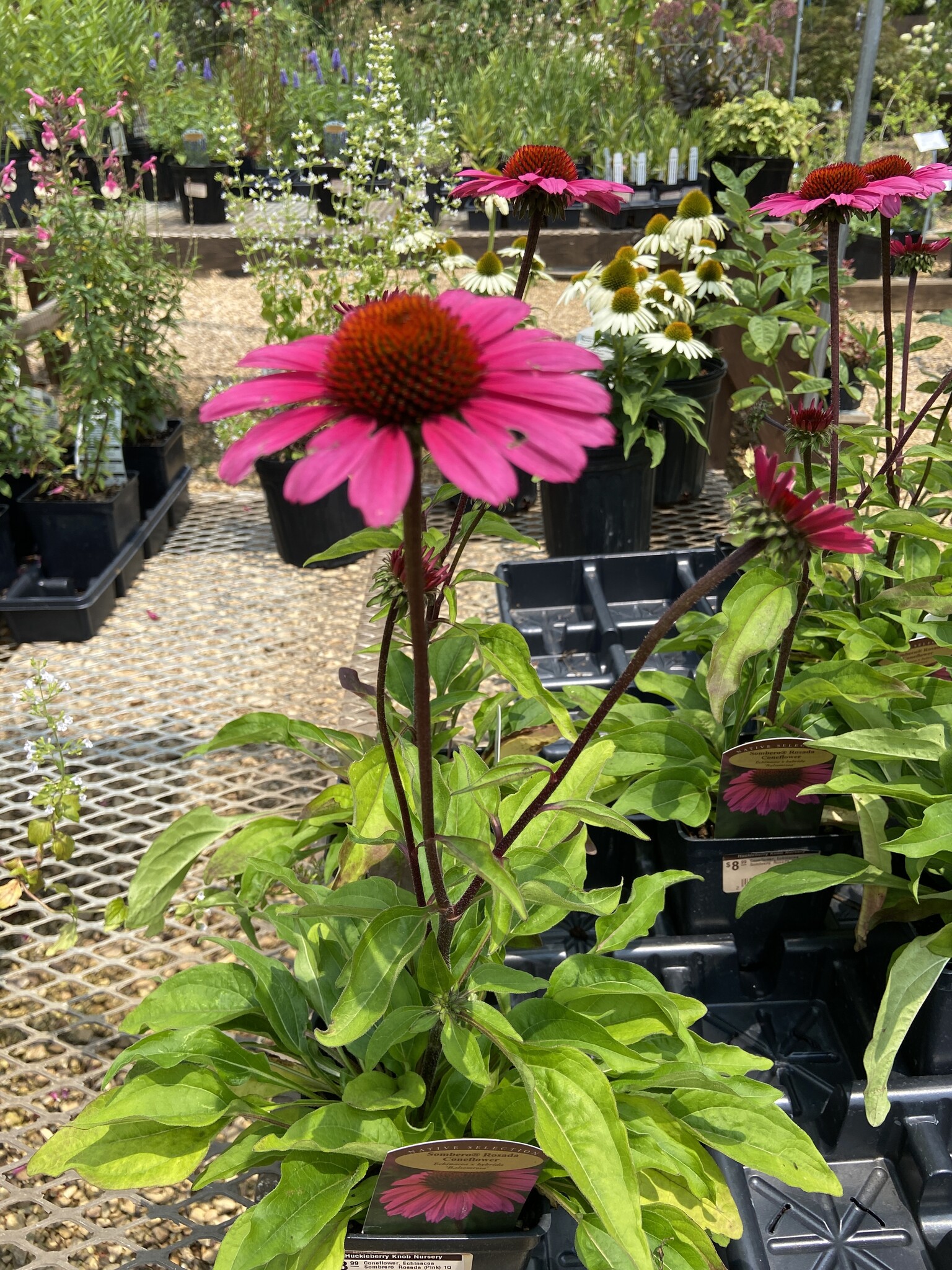 Coneflower, Echinacea Sombrero  Rosada (Pink) 1Q