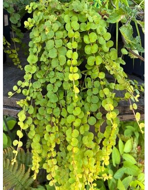 Creeping Jenny, Lysimachia nummularia 'Goldi' 1Q