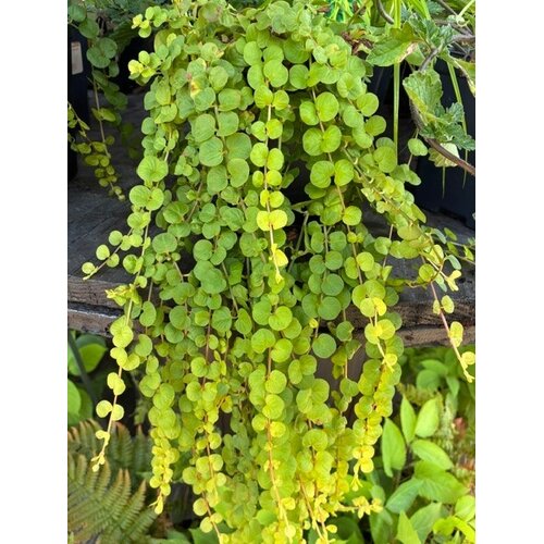 Creeping Jenny, Lysimachia nummularia 'Goldi' 1Q