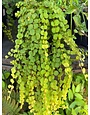 Creeping Jenny, Lysimachia nummularia 'Goldi' 1Q
