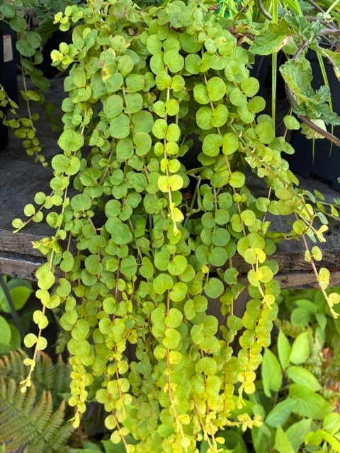 Creeping Jenny, Lysimachia nummularia 'Goldi' 1Q