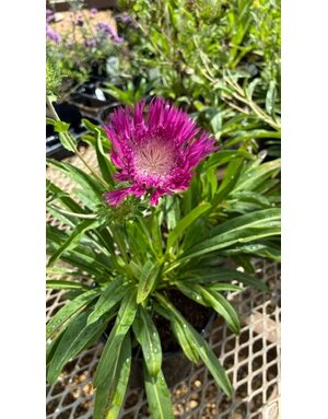 Aster, Stokesia laevis 'Color Wheel Stoke's Aster 1G