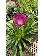Aster, Stokesia laevis 'Color Wheel Stoke's Aster 1G
