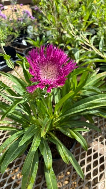 Aster, Stokesia laevis 'Color Wheel Stoke's Aster 1G