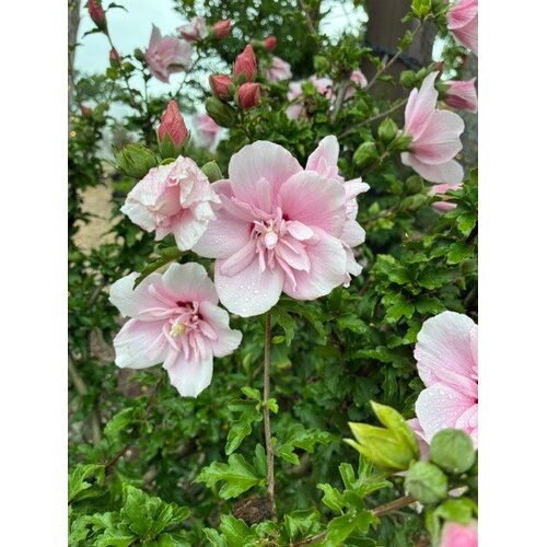 Proven Winners Rose of Sharon, Hibiscus syriacus Pink ChiffonÂ® Tree Form 7G PW