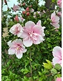 Proven Winners Rose of Sharon, Hibiscus syriacus Pink Chiffon® Tree Form 7G PW