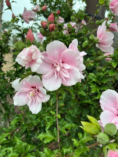 Proven Winners Rose of Sharon, Hibiscus syriacus Pink Chiffon® Tree Form 7G PW