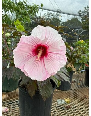 Hardy Hibiscus, Hibiscus 'Starry Starry Night' PP27901 3G