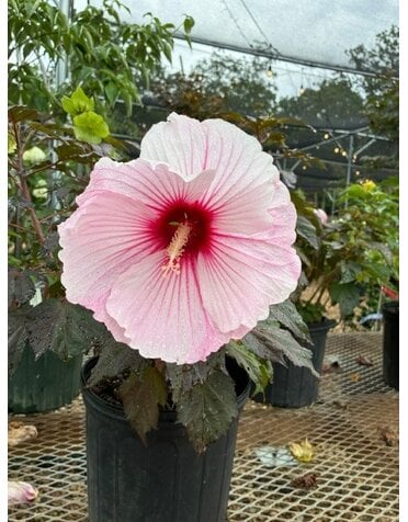 Hardy Hibiscus, Hibiscus 'Starry Starry Night' PP27901 3G