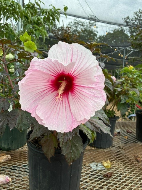 Hardy Hibiscus, Hibiscus 'Starry Starry Night' PP27901 3G