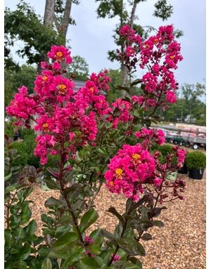 Crape Myrtle, Lagerstroemia indica 'Whit III' Pink Velour® (Pink) 15G