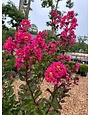 Crape Myrtle, Lagerstroemia indica 'Whit III' Pink Velour® (Pink) 15G