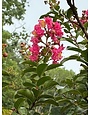 Tuscarora Crape Myrtle -- Lagerstroemia indica x fauriei 'Tuscarora'
