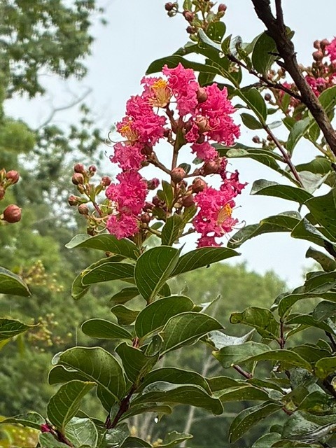 Tuscarora Crape Myrtle -- Lagerstroemia indica x fauriei 'Tuscarora'