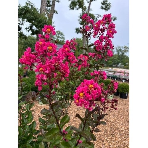 Pink Velour Crape Myrtle
