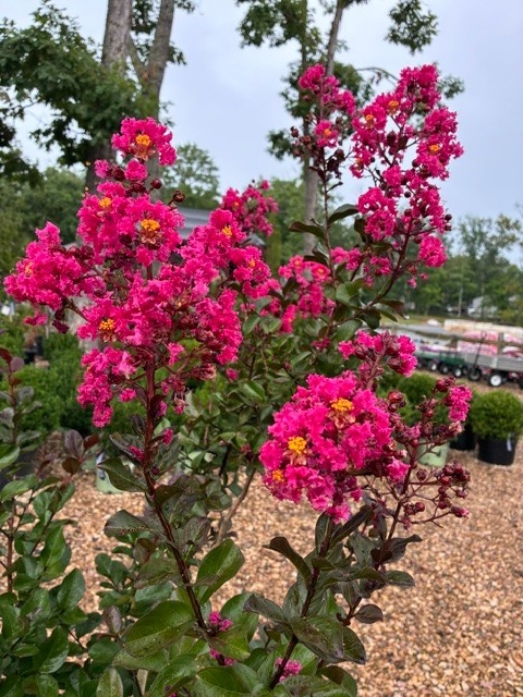 Pink Velour Crape Myrtle