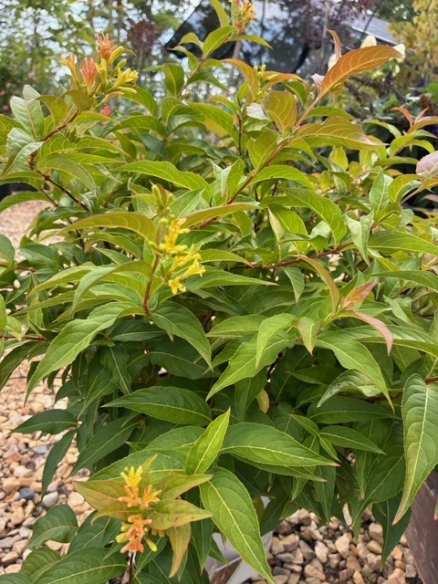 Diervilla, Diervilla x 'G2X88544' Kodiak® Orange 3G