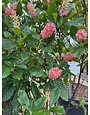 Summersweet, Clethra alnifolia 'Ruby Spice' 3G