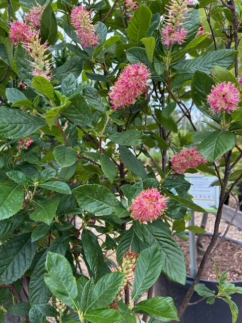 Summersweet, Clethra alnifolia 'Ruby Spice' 3G